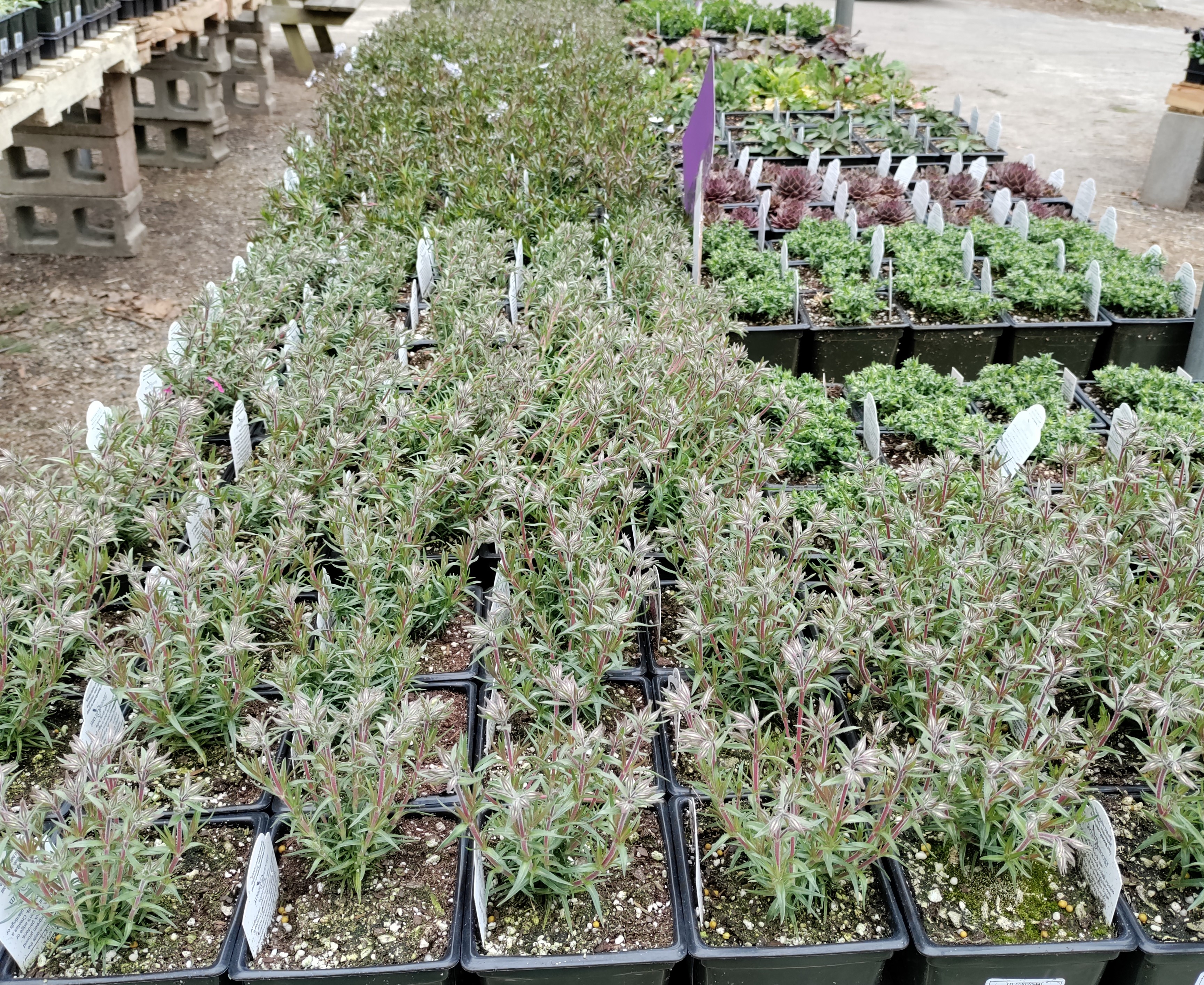 slideshow/PERENNIALS AND COLD CROPS (2).jpg